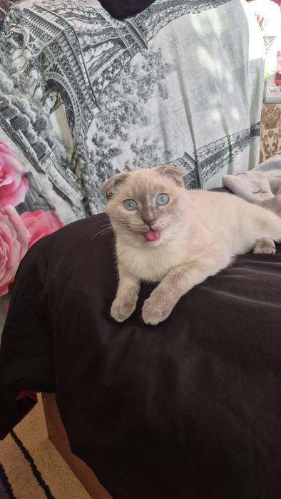 Шотландская  вислоухая