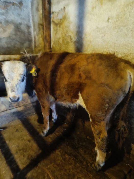 Продаю Бычкова телок