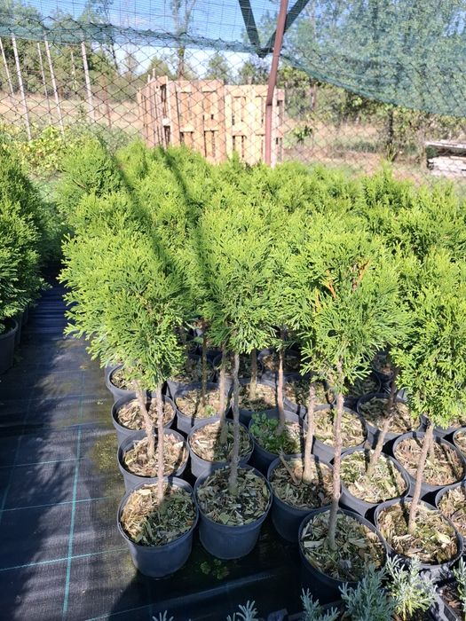 Producator vand tuia Smaragd 60-70 cm