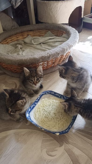 Отдам котят в добрые руки.