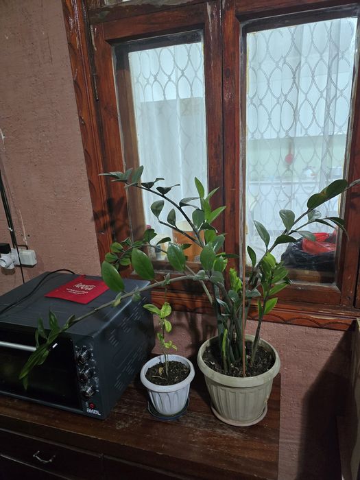 Продам цветы красивые