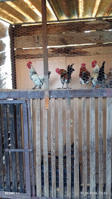 Porumbei și găini de vânzare