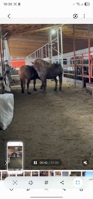 Продам  жеребцов Русских тяжеловозов