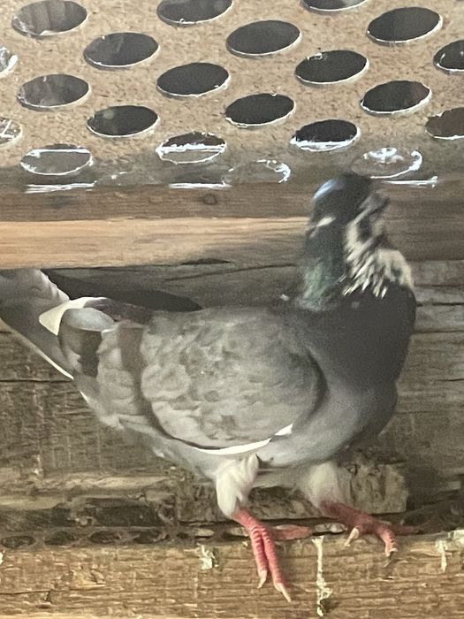 doi porumbei tipler vândut doar încă mai am porumbei de vânzare