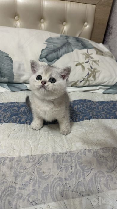 Котёнок серибристая шиншила 2 месяца девочка!