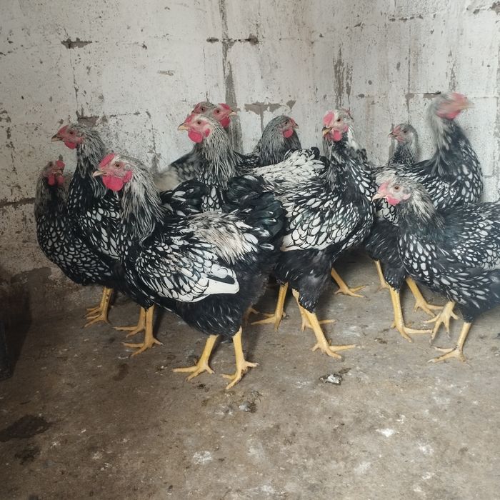 Продам куры домашние