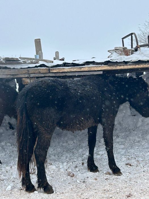 Продается лошадь