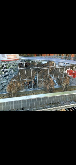 Vând oua de prepeliță