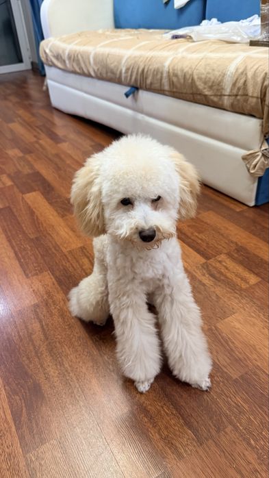 Продам Той пудель с документами