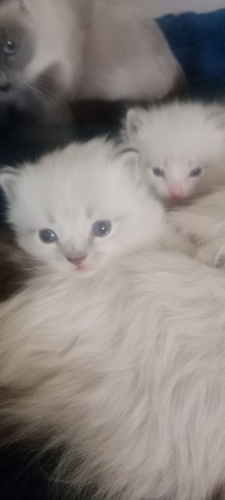 Отдам котят,два мальчика