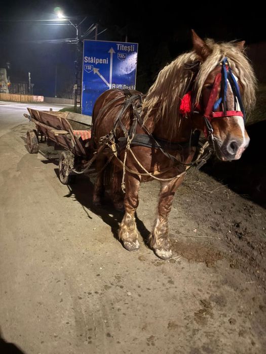 Vand armasar in varsta de 8 ani