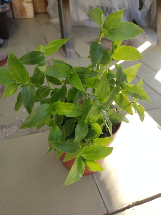 Продам комнатный цветок традисканцию, зелёная