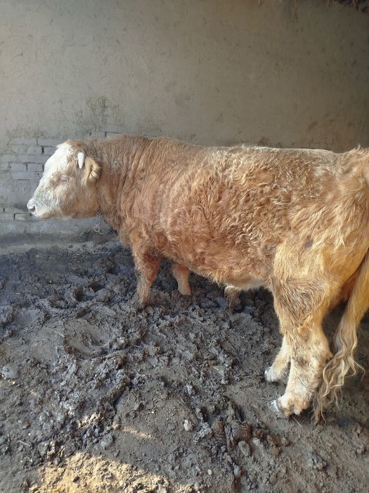 O'kicha sotiladi 40 milon kelshamiz