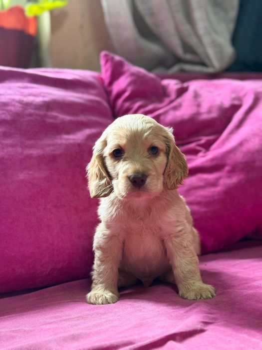 продам щенков кокер спаниеля