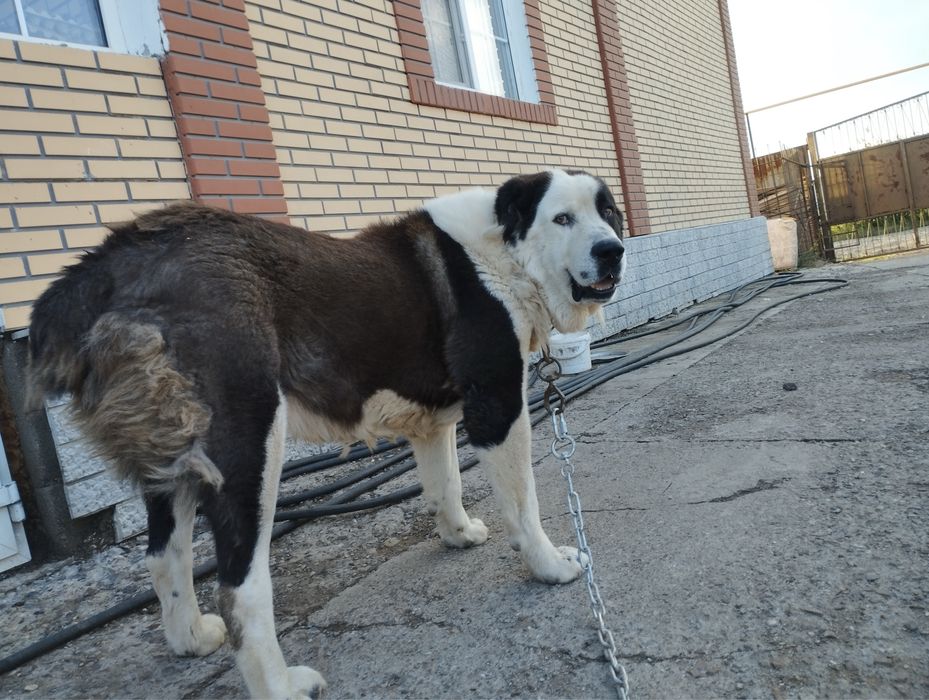 Вяска Кобель Алабай