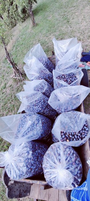 Vand prune pt tuica