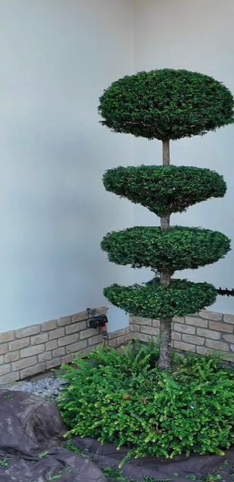 Градинарски услуги Косене Кастрене Почистване на парцели Озеленяване