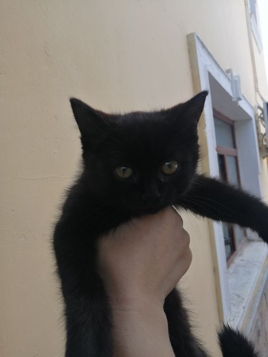 Котята, породистые и простые в добрые руки!