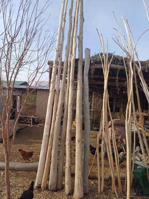 Ак терек сатылады