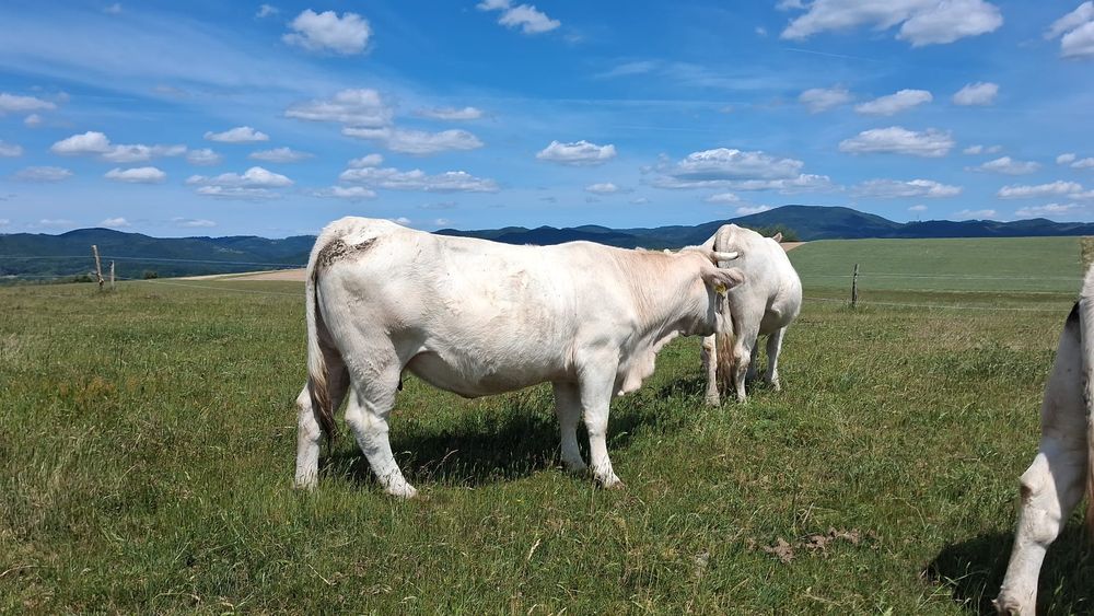 Vaci Charolais de vanzare