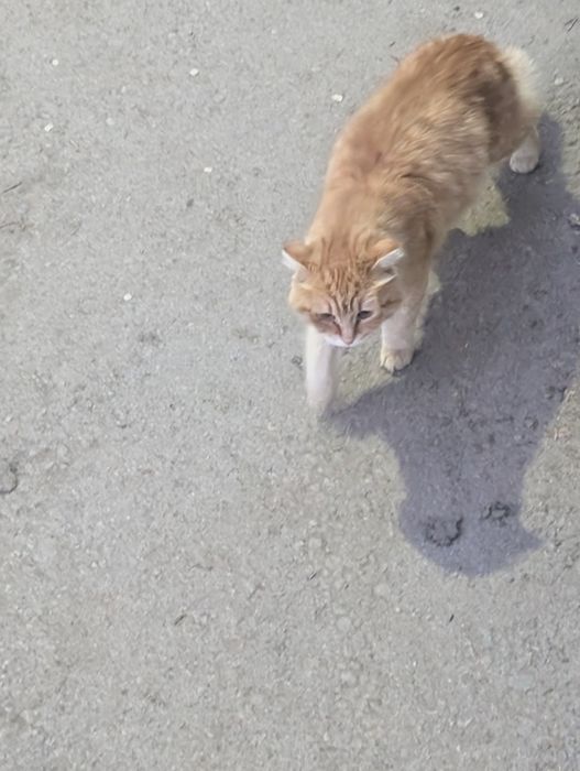 Нашелся чей то кот или кошка