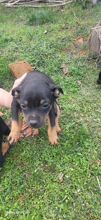 Сладки кучета подаряват