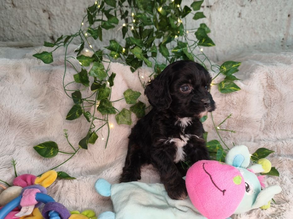 Vand fetita Cavapoo f1 black