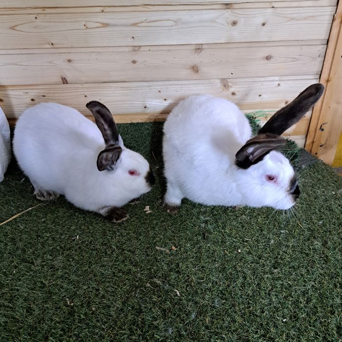 Vand iepuri  Uriaș de Transilvania