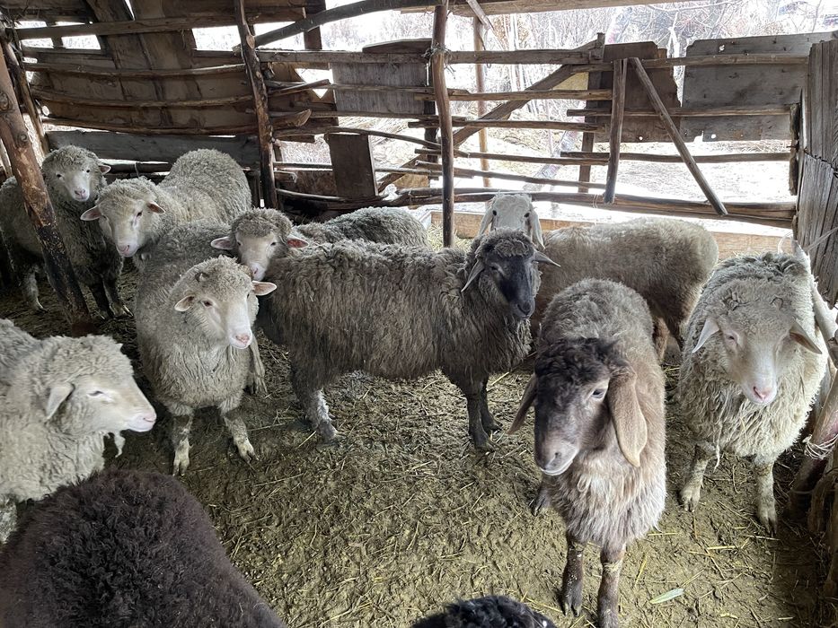 Бараны продаем талгар кайназар