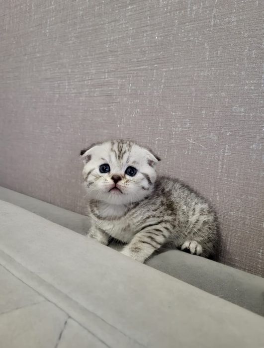 Чистокровные Шотландцы .