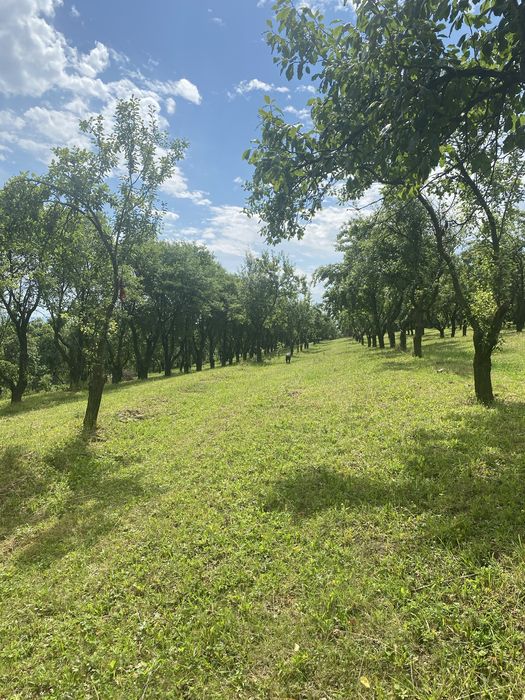 De vanzare mun Falticeni, jud Suceava