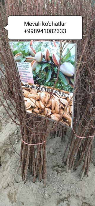 Мевали кучатлар [Саженцы фруктов]