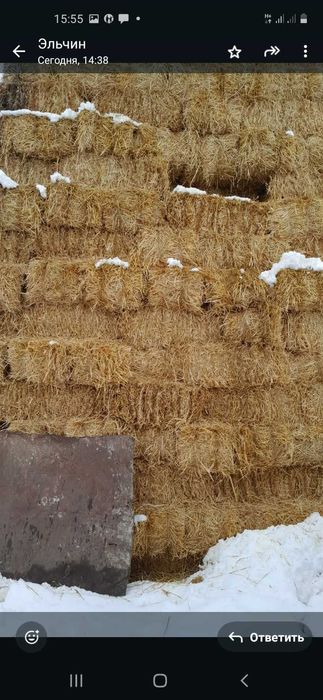 Салома пшеничная