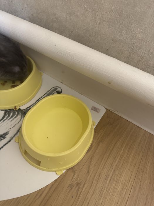 Продам британского котенка