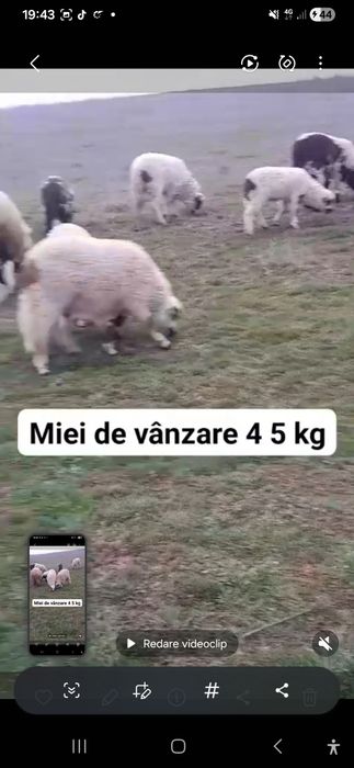 Vând 30 de oi cu miei lângă ele