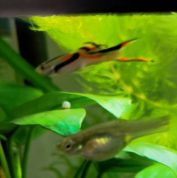 Endler guppy/ Endler/ Poecilia wingei - Black Bar