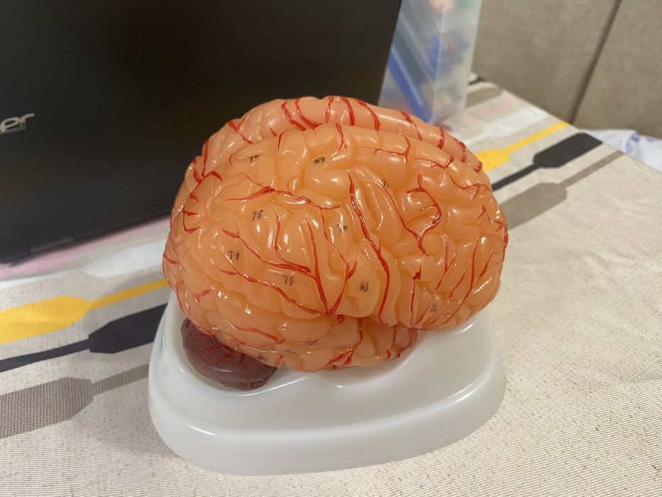 Анатомичен мозък със 100% точност