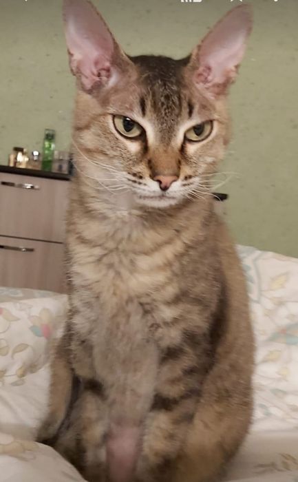 Кастрированный красавчик!