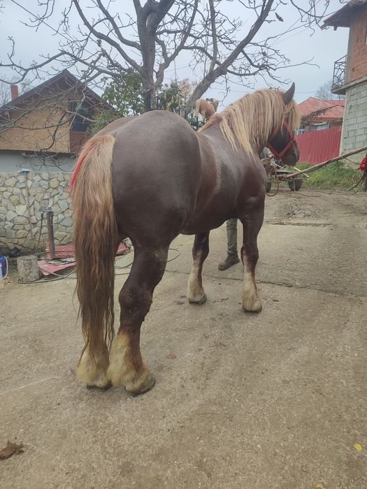 De vânzare armăsar