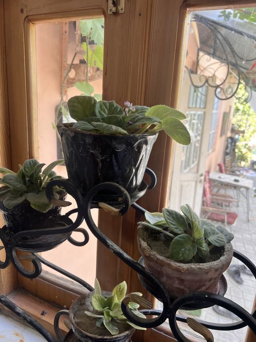 Продаются Фиалки