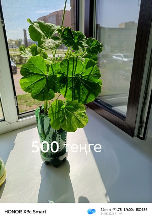 Продам комнатные растения