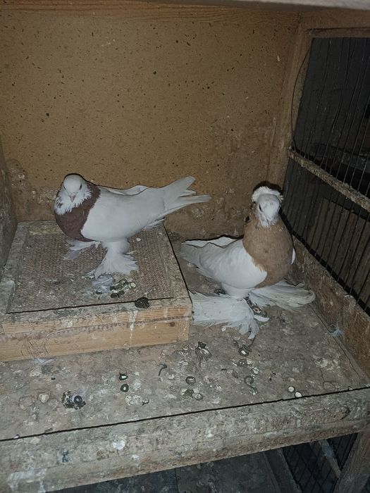 Продам капкан чубатый голубка