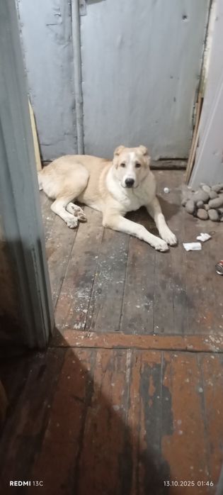 Продаю сабака алобая 5 месяцов