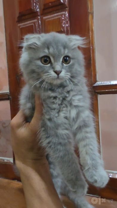 Шотландский вислоухий котенок девочка