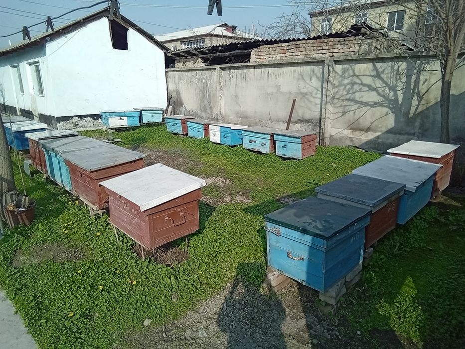 Продается пасека