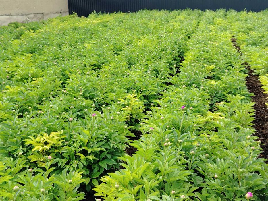 Pion kochat sotaman dexqonchili