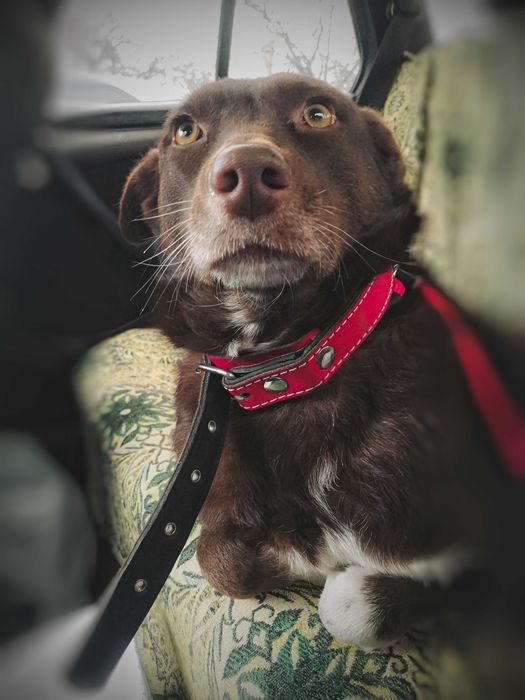 Собака Шоколадка в добрые руки