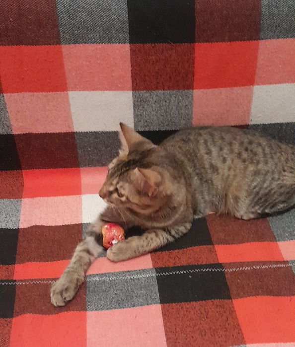 Передержка кошек временно
