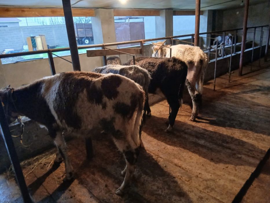 Таналар сатылады .