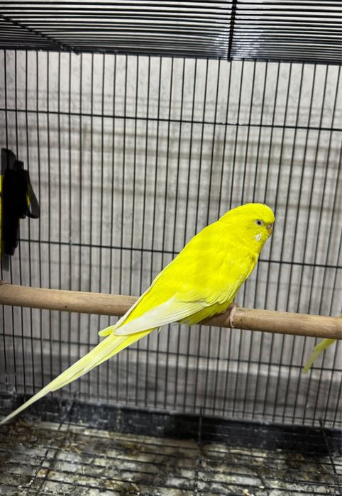 Valnistiy/валнистый